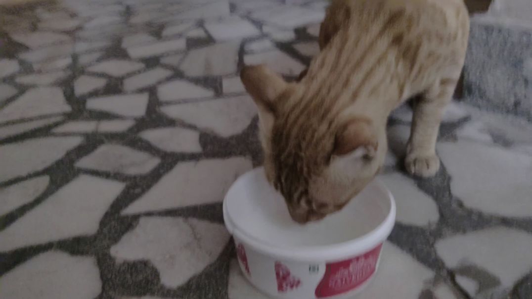 ⁣Hamari Billi mausi