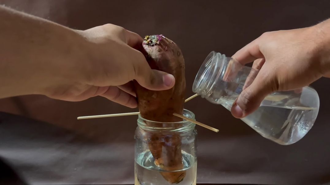 ⁣growing sweet potato_ time lapse_ 40 days in 90 seconds(2K_HD)