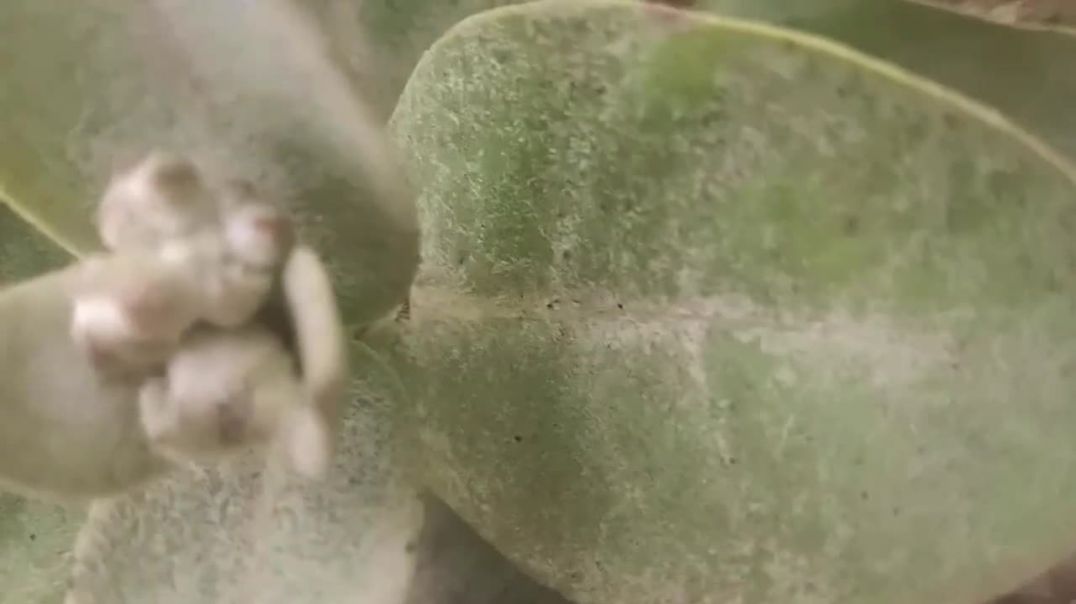 ⁣Kaun_Ho_Tum(720p)