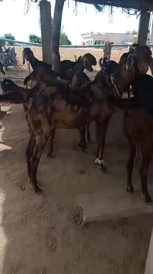 बकरी बिकाऊ है 8290783778