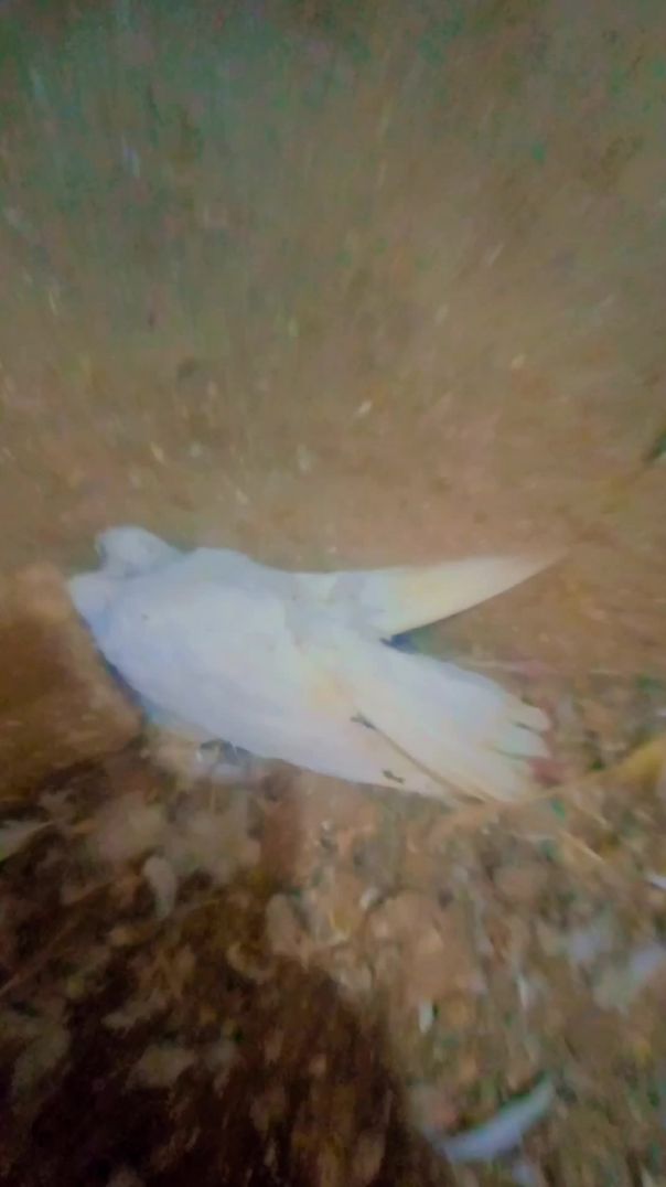😮🕊️Ajj hamare sath aesa ho gai ga hamane socha hi nahi tha 😭😮🕊️