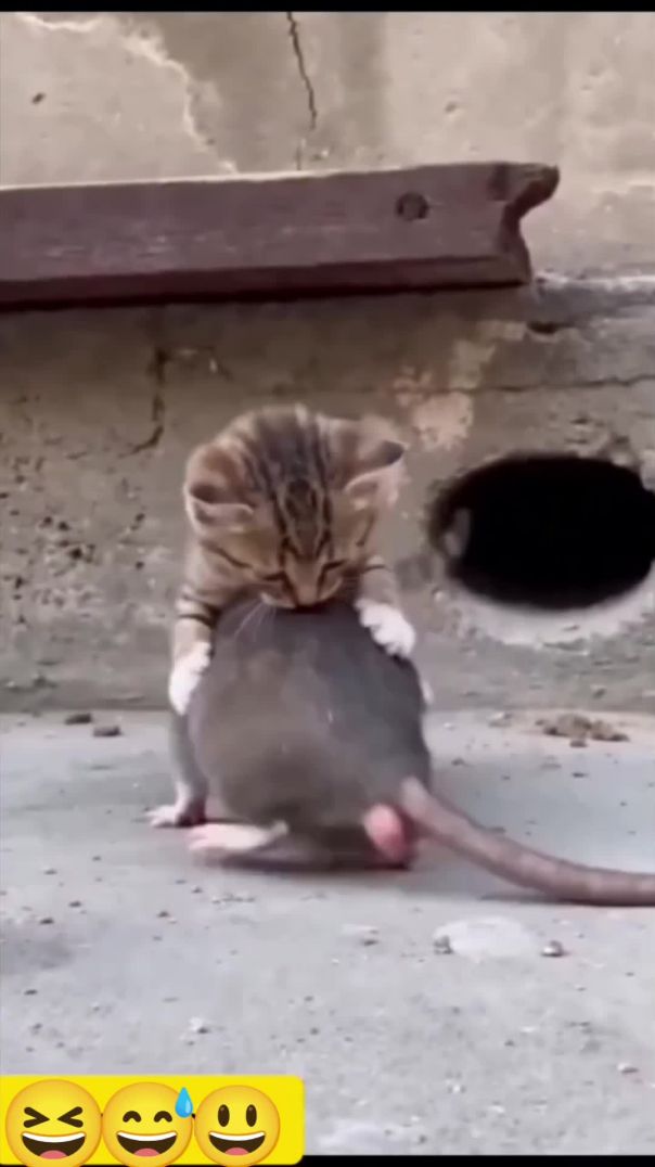 The cat thought to catch the mouse but the mouse caught the cat