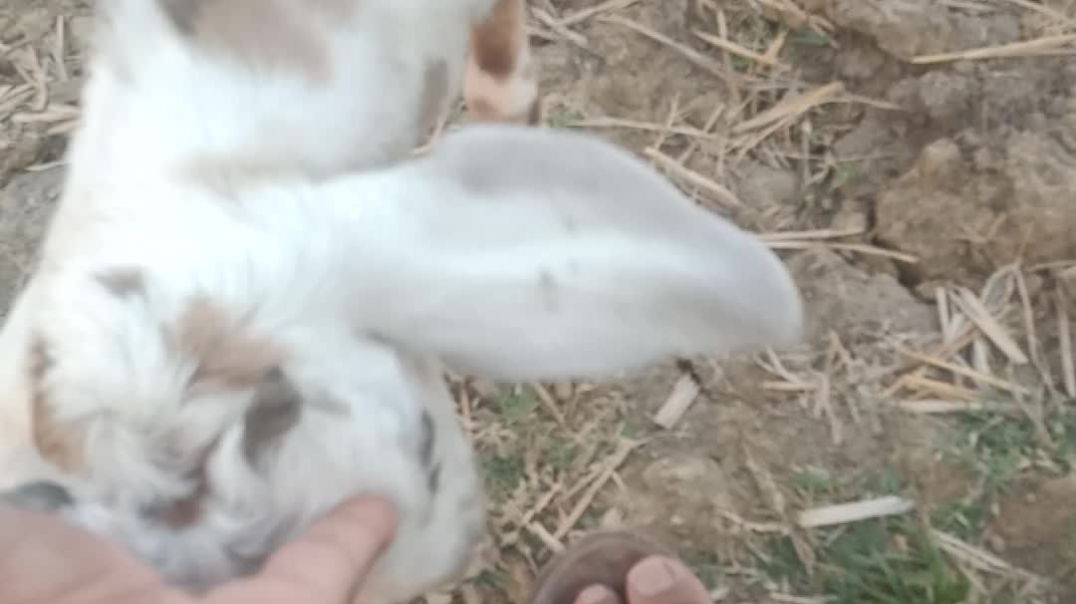 Badmash Bakra