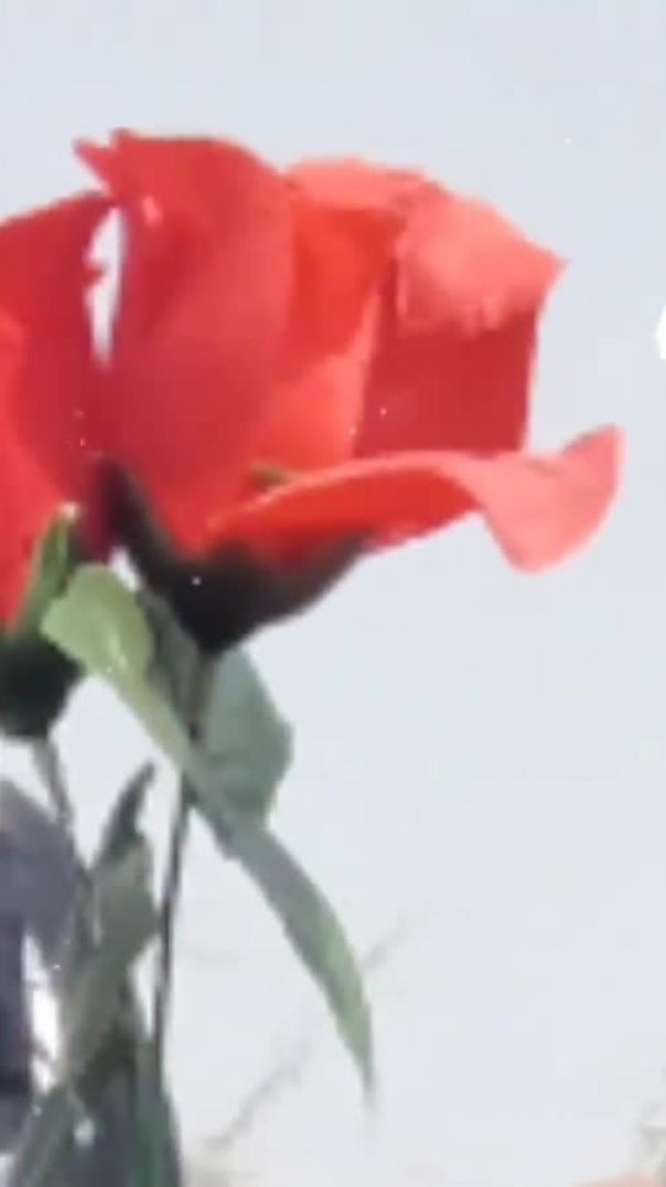 Mera_Gulab