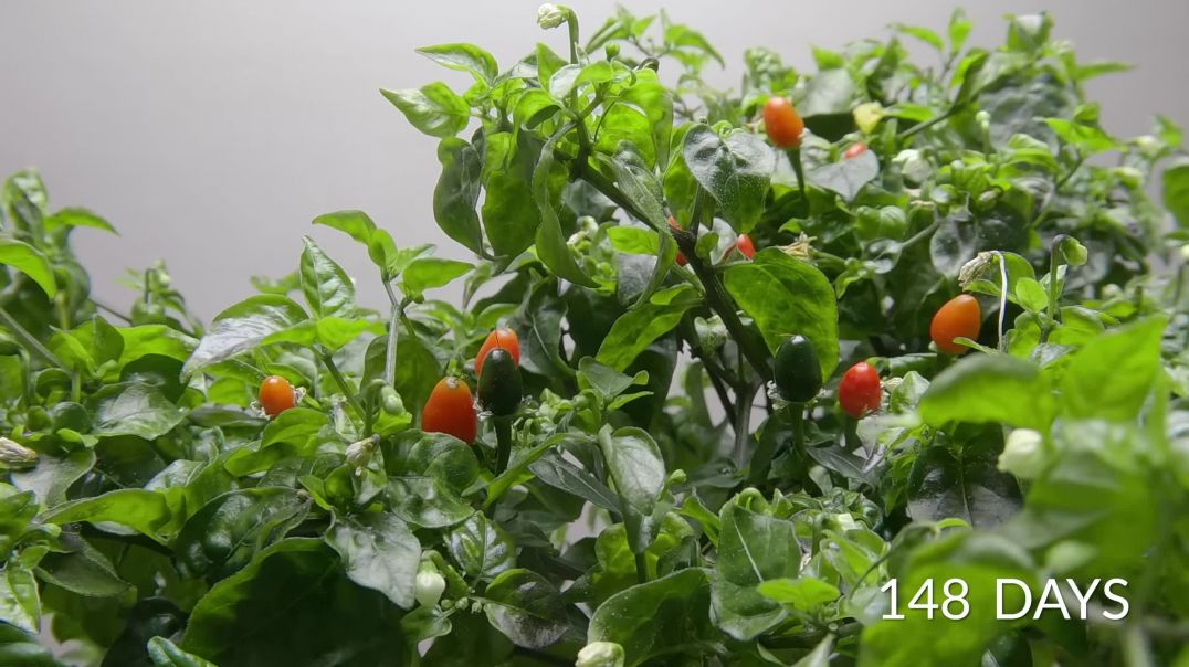 ⁣Growing a Chili Bonsai Tree(2K_HD)