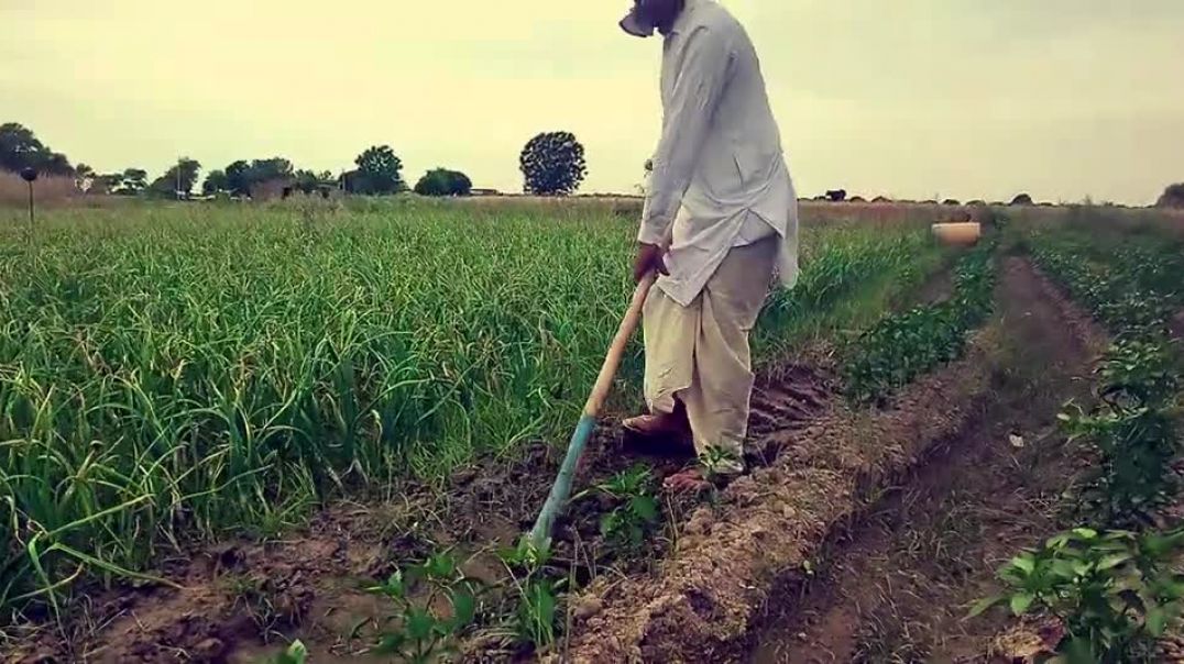 ⁣Pakkiyan Faslanपक्कियां फसलां #aurarj #pariharproduction #punjabimusic #kisansong #punjabi  #newsong 720P