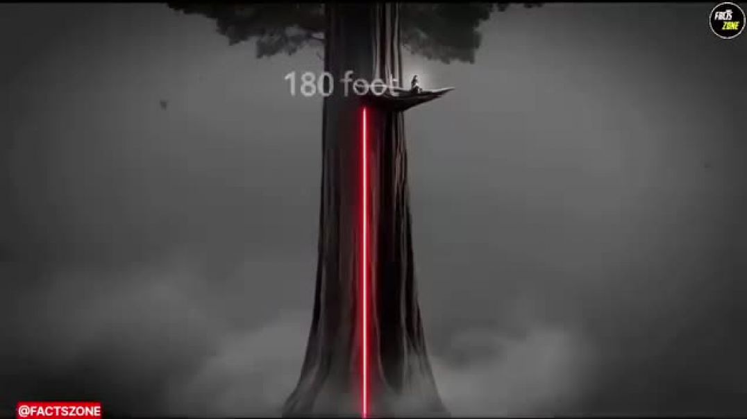 ⁣A girl sat on a tree for 738 days to save a tree, a true story.
