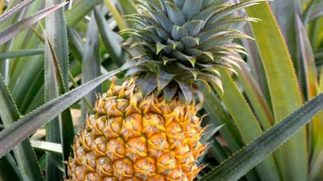 ⁣How to Plant and Grow Pineapple: Try... !! अनानास कैसे लगाएं और उगाएं: आजमाने ...