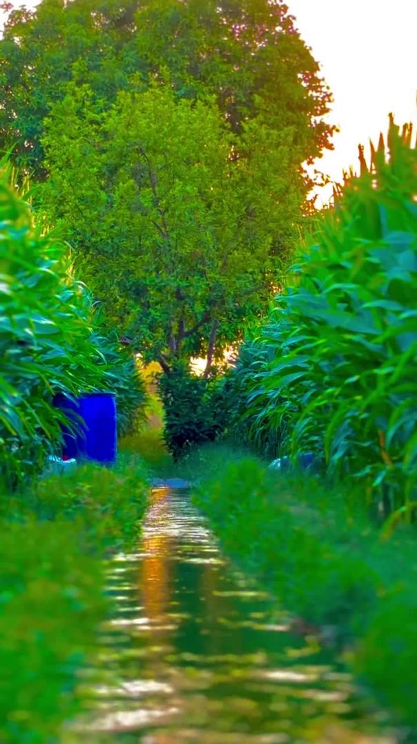 Farming life