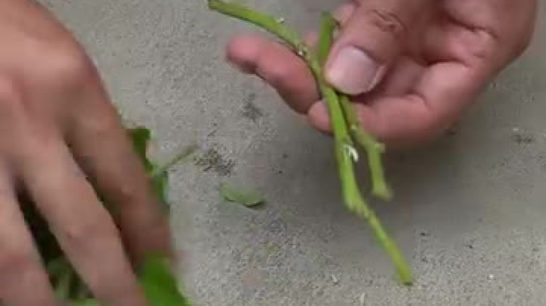 ⁣Growing potatoes and tomatoes together I tried growing potatoes and tomatoes together and tracked th