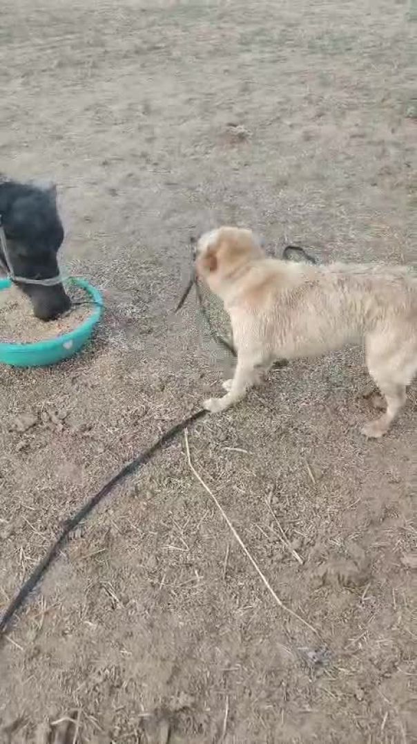 Dog 🐕 power
