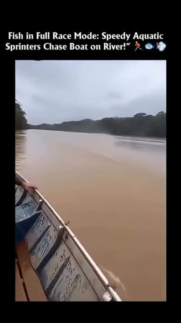 Fish in Full Race Mode Speedy Aquatic_Sprinters Chase Boat on River