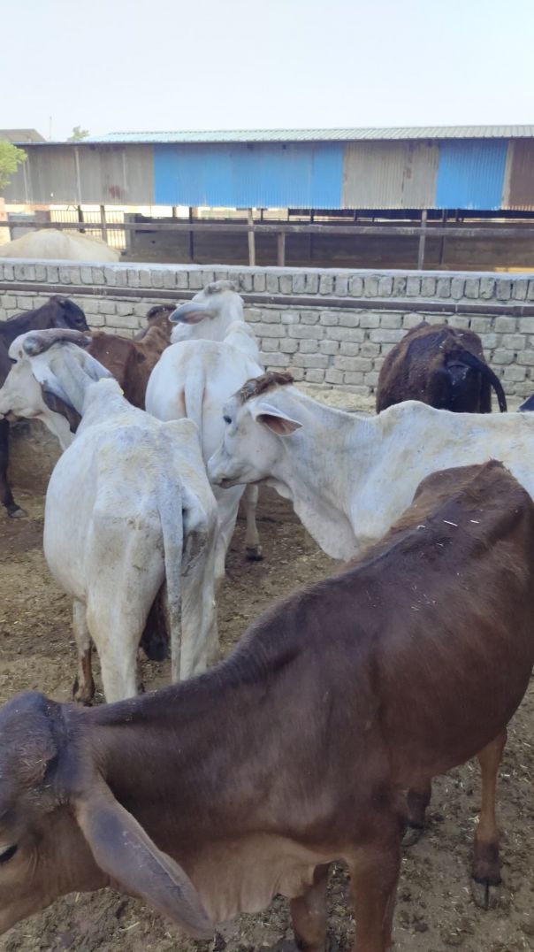 भूखी नंदियों को गुड़ खिलाया 🙏🐄 #shorts
