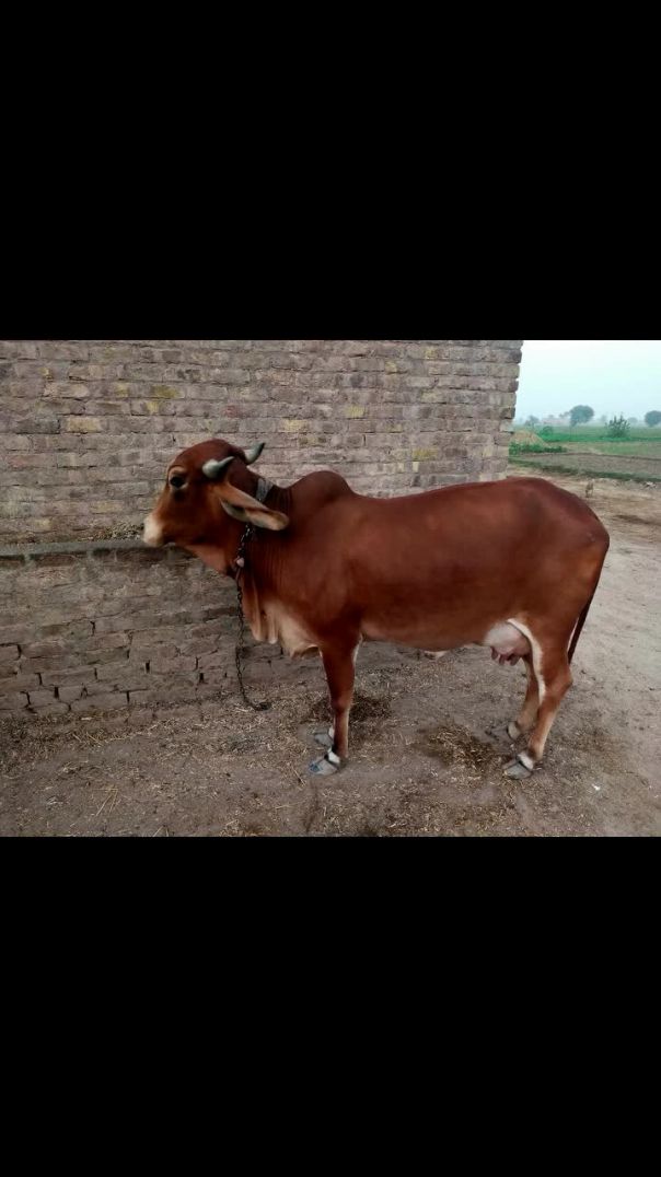 Apna farm
