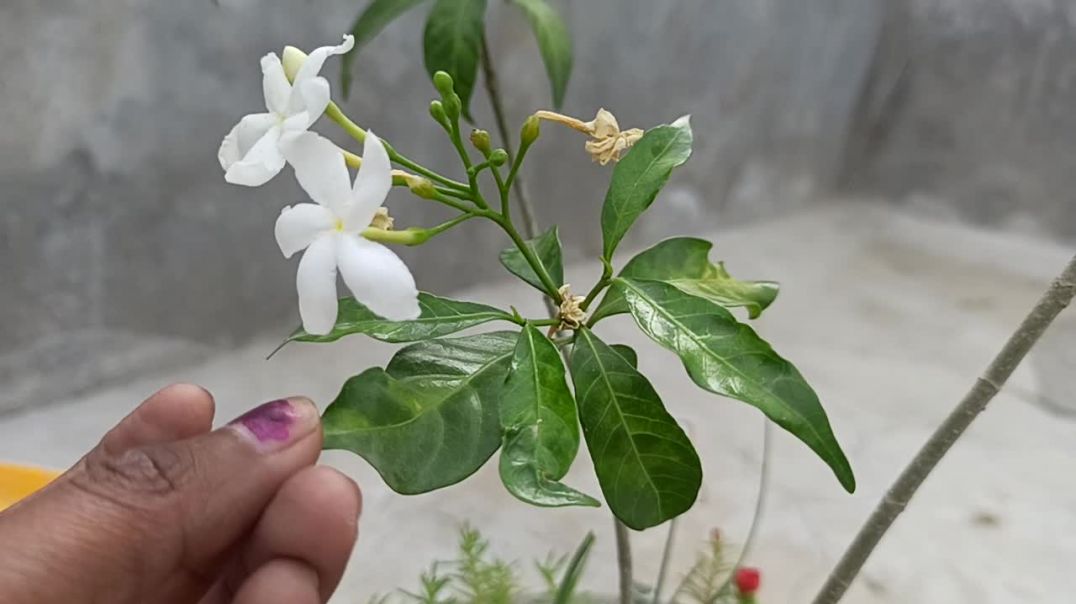 #onlineshoppingplant #tarracegarden #homegardning #chandniplant