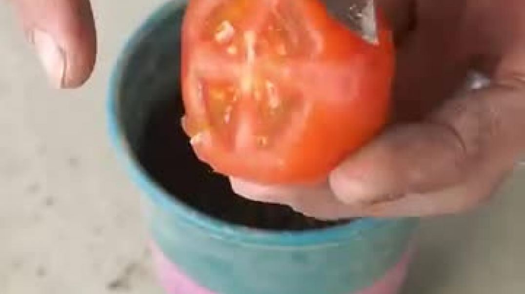 ⁣I grow tomatoes in bottles on my balcony for fresh fruit through the seasons