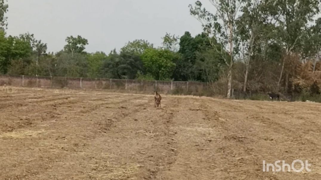 ⁣Humare khet pe ye kya hua 😱
