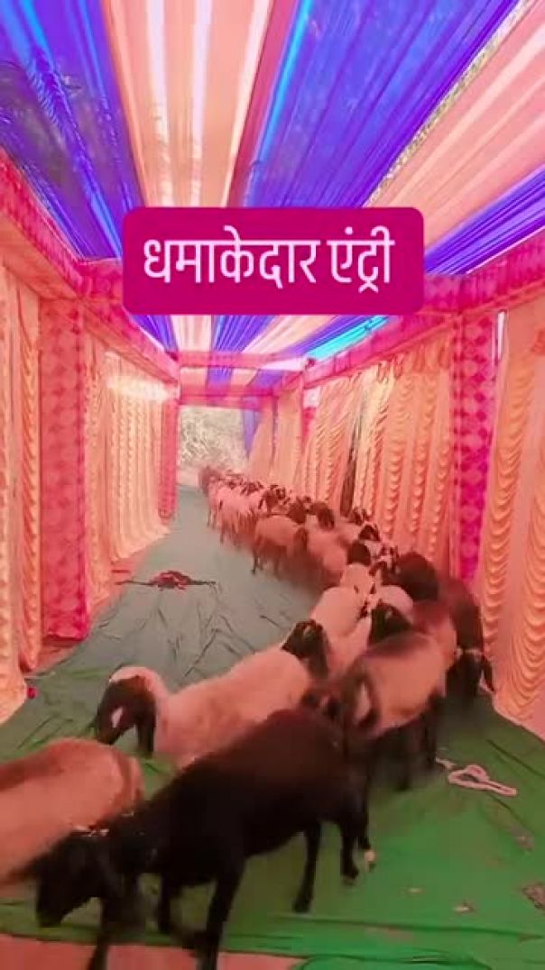 धमाकेदार एंट्री _instagood _instagram _instamood _instaphoto _igers(480P_SD)
