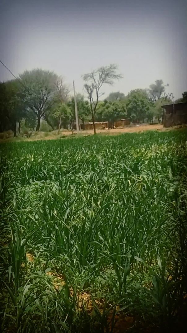 खेती का काम है लाडले
