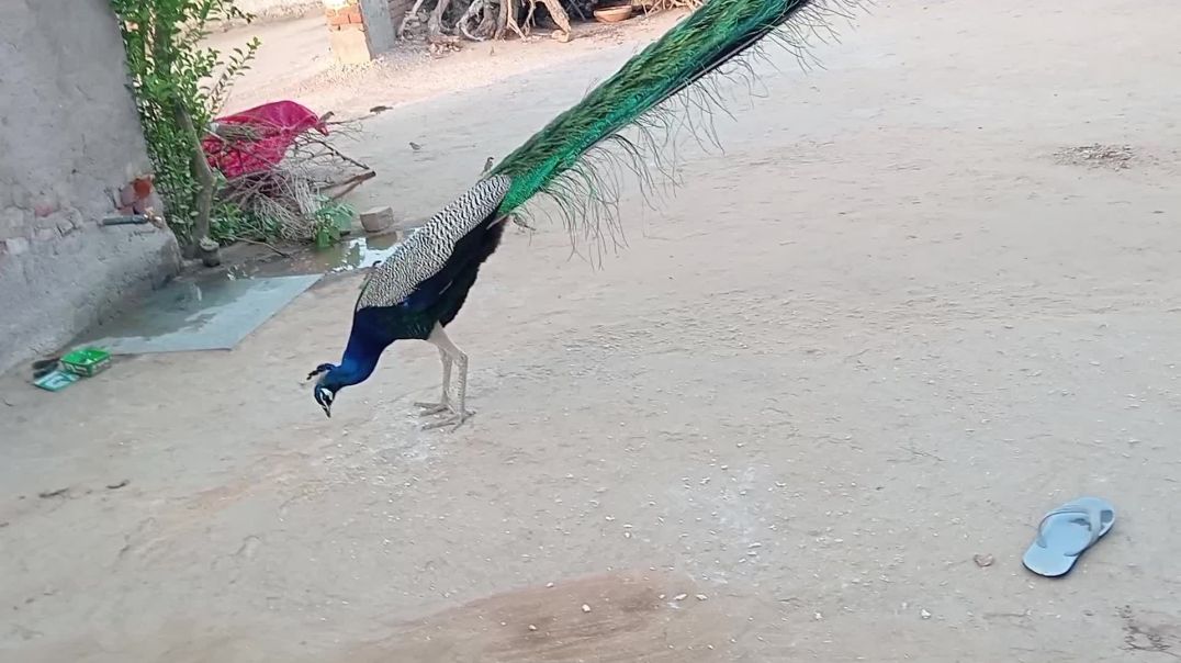 ⁣गाँव की शाम का समय