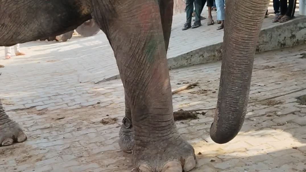 ⁣Hathi aaya part 2 please channel ko subscribe jrur kare or like and comment jarur kare