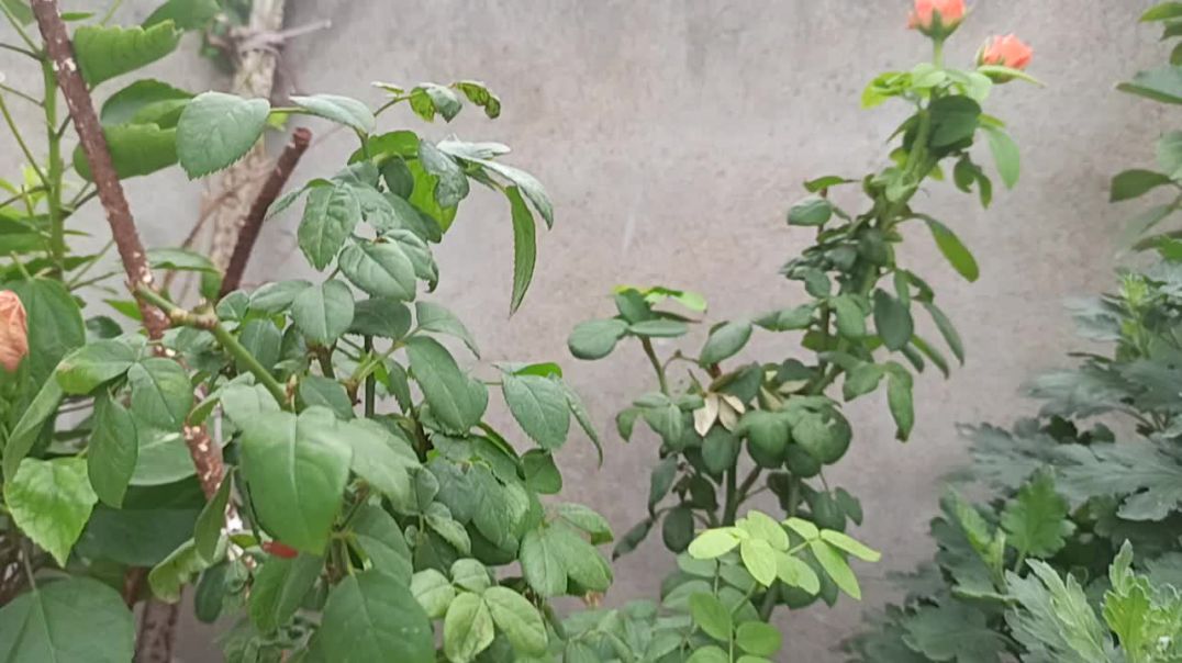 ⁣online shopping plant Mera pyara garden