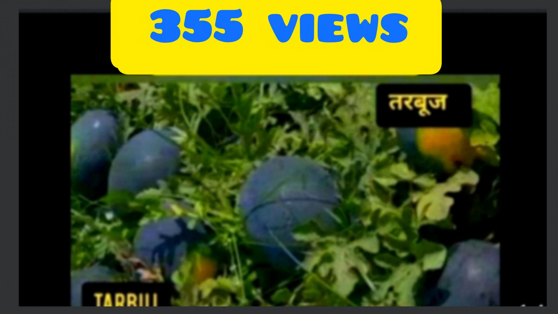 तरबूज का खेत Apnatube