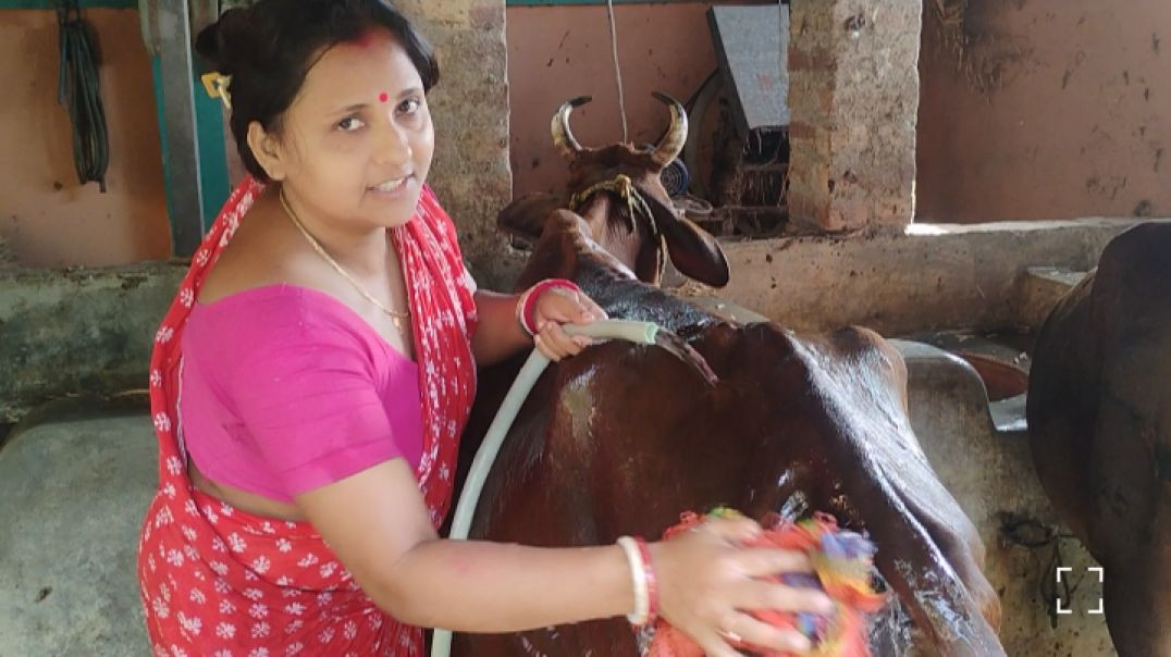 ⁣Family cow l village life #villagelife#treanding#apnatuve
