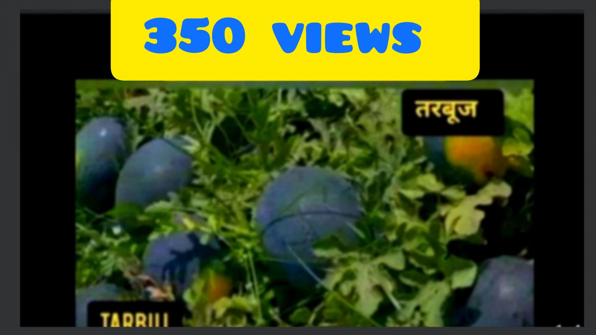 तरबूज का खेत Apnatube