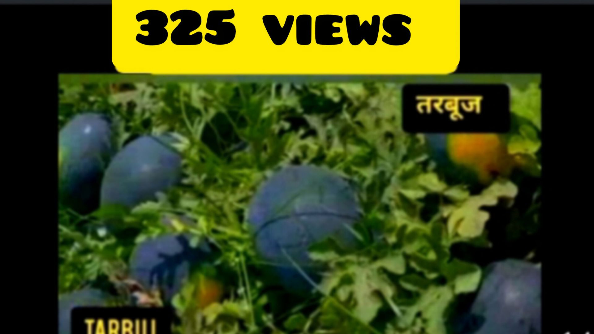 तरबूज का खेत Naeem