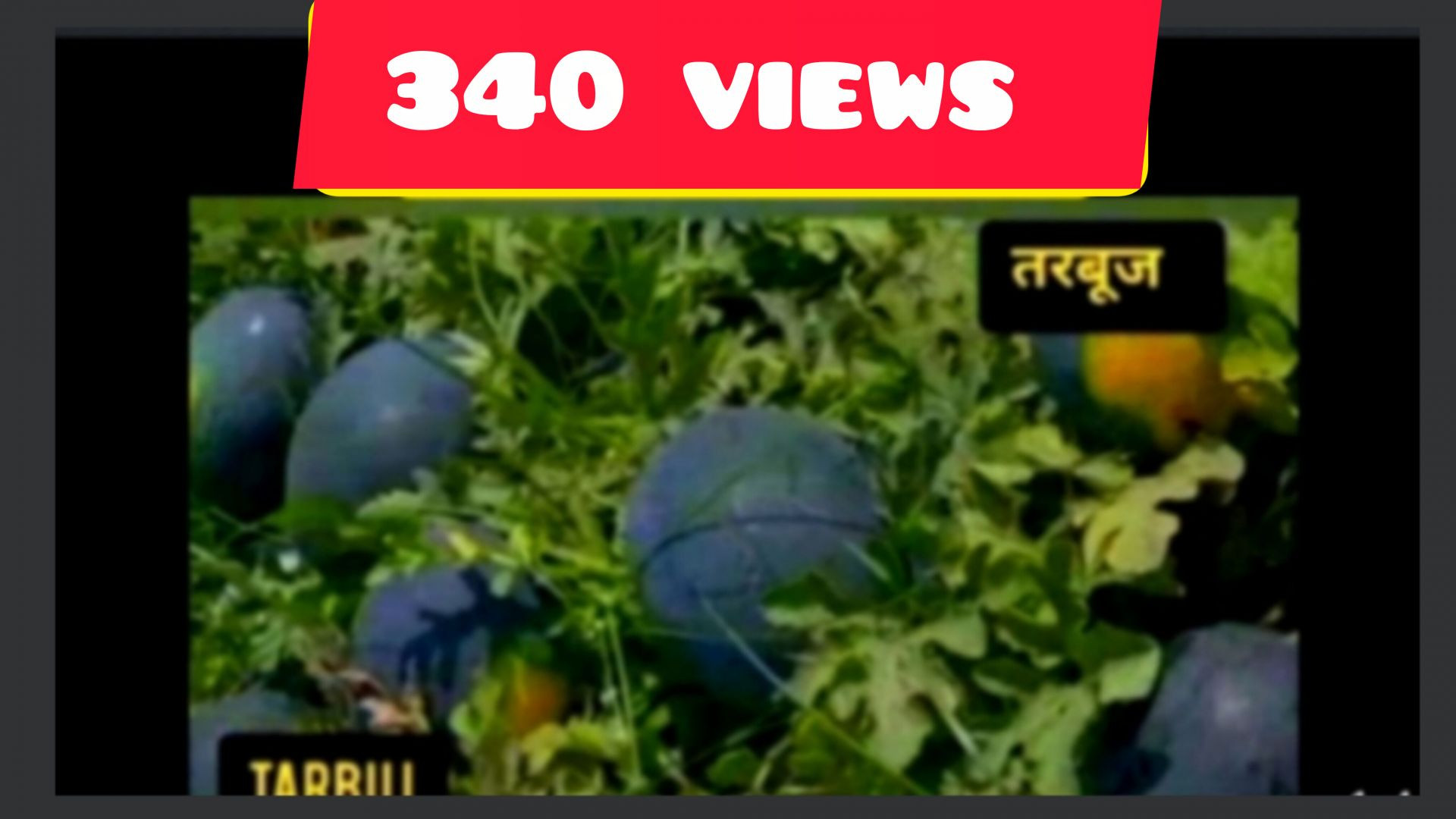 तरबूज का खेत Naeem