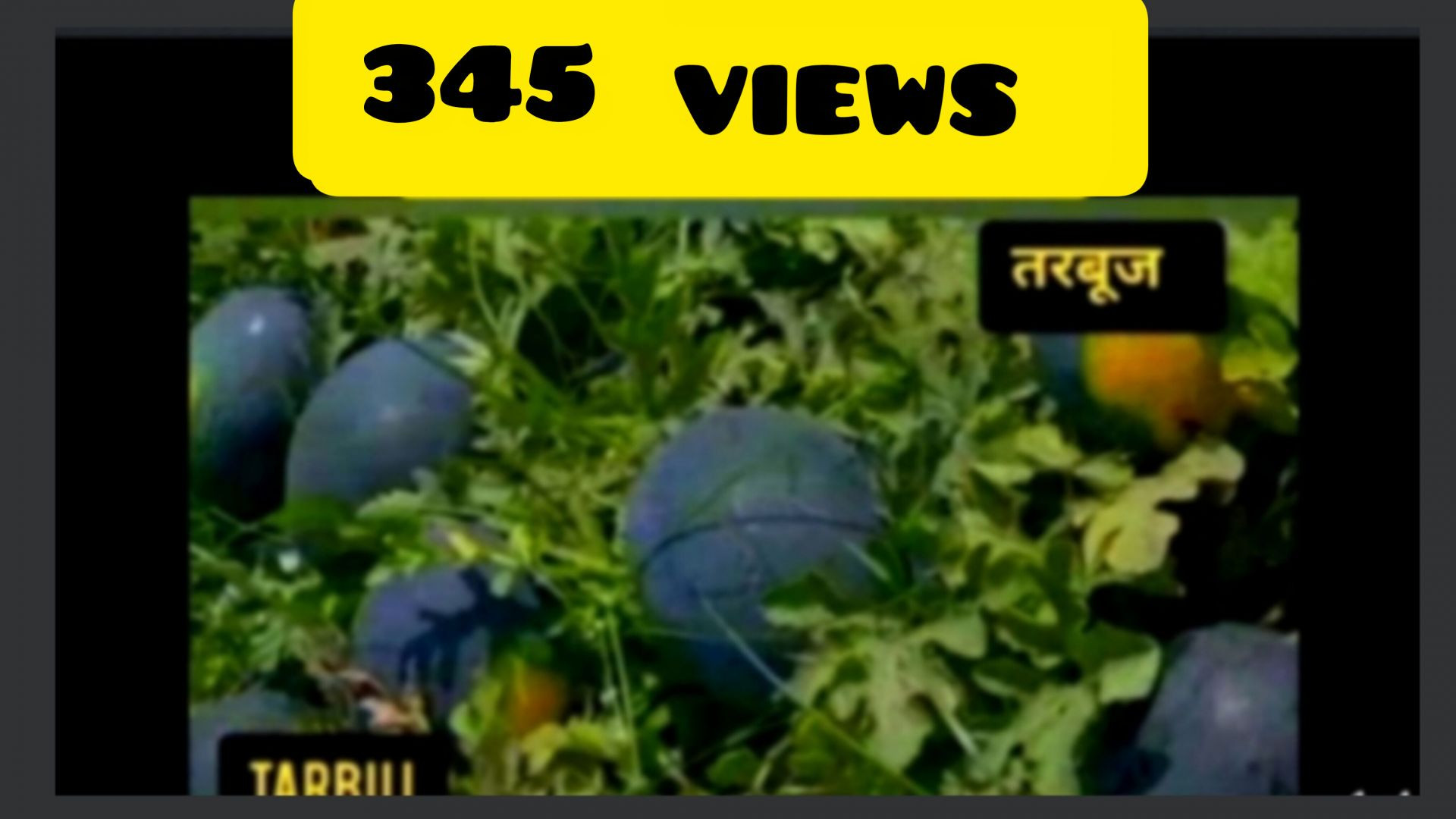 तरबूज का खेत Naeem