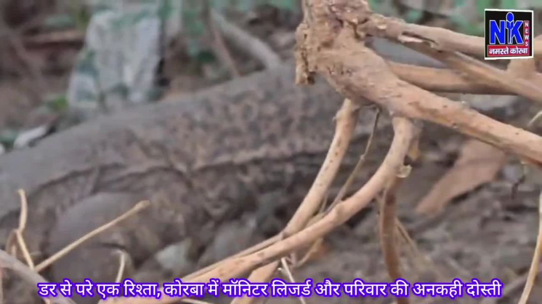 ⁣डर से परे एक रिश्ता, कोरबा में मॉनिटर लिजर्ड और परिवार की अनकही दोस्ती