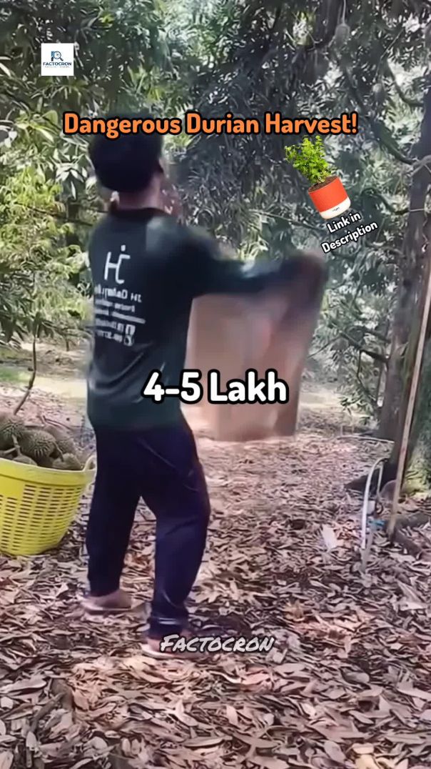 Dangerous Durian Harvest