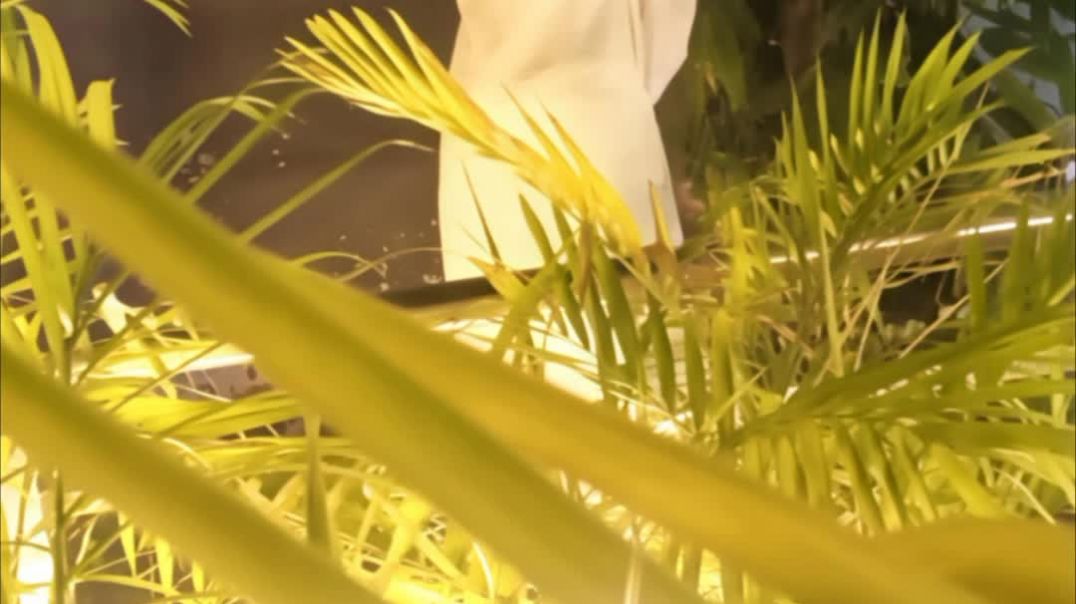 FB_VID_6063374994445215531