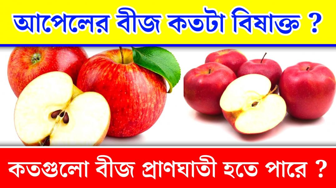 আপেলের বীজ খেলে ঘটবে মৃত্যু! | Harmful Apple Seeds