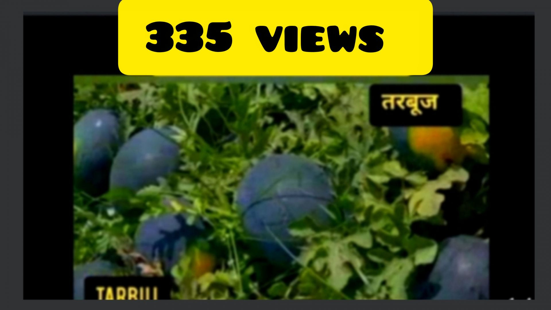 तरबूज का खेत Naeem