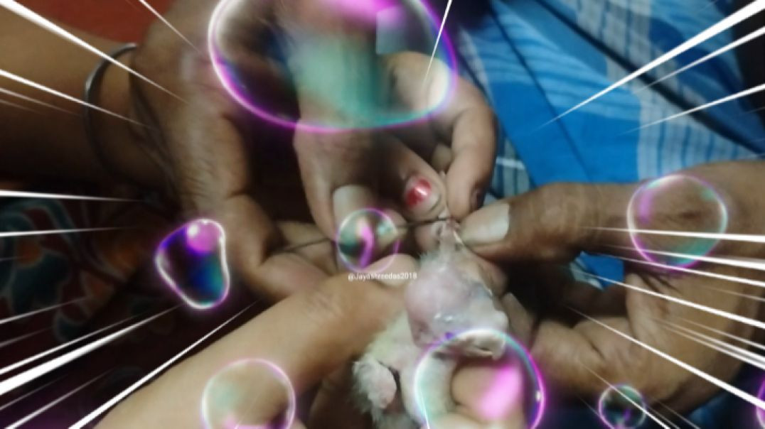 ⁣Small porrot l Bangla Family vlog #smallparrot#birds#rajuda1981