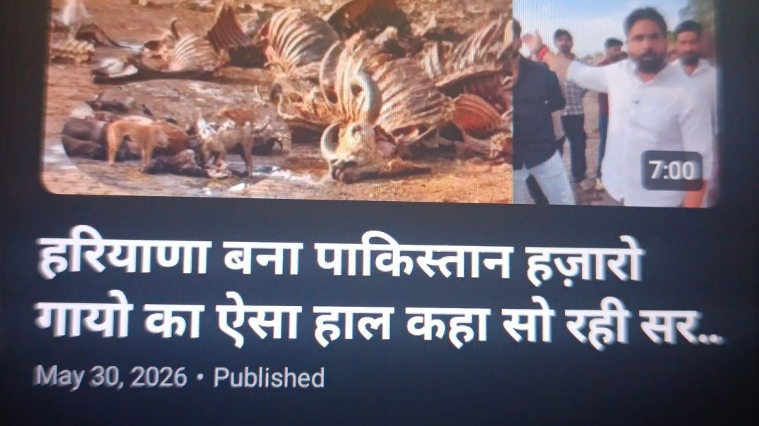 ⁣हरियाणा में गायों के साथ ऐसा दुर्व्यवहार कहाँ सो रही सरकार #haryananews #gaushala