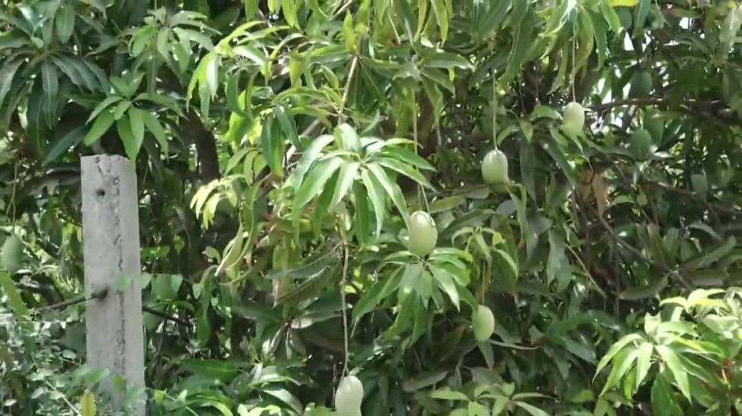 Gujarat’s renowned Kesar mangoes are witnessing surging international demand