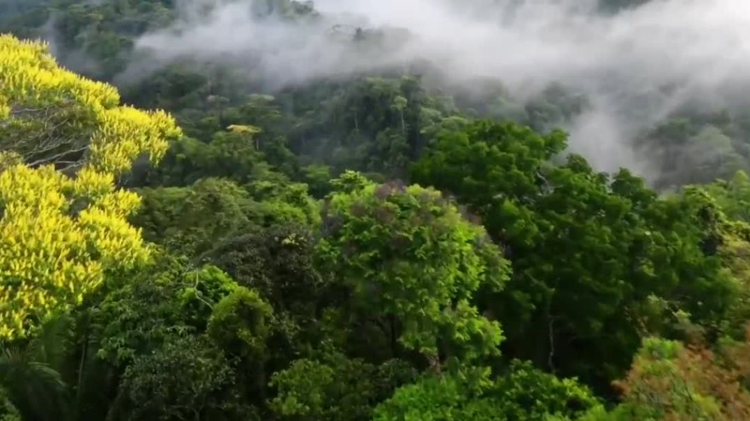 ⁣The Nature Healing Sound (PEACEFUL)
