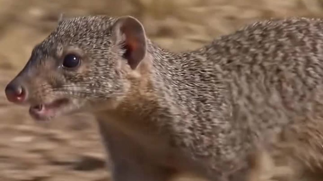 ⁣Fighting Widlife Animals And Birds #birds #animals #trending
