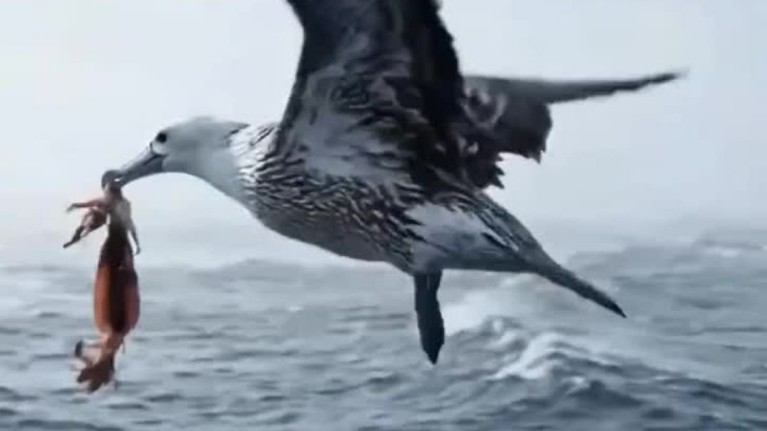 ⁣Seagulls Birds Videography #birds #trending #viral