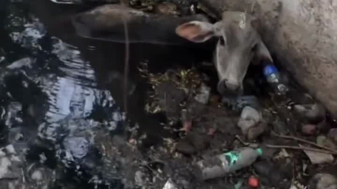 ⁣हमारे दुग्ध उत्पादों के पीछे का सच