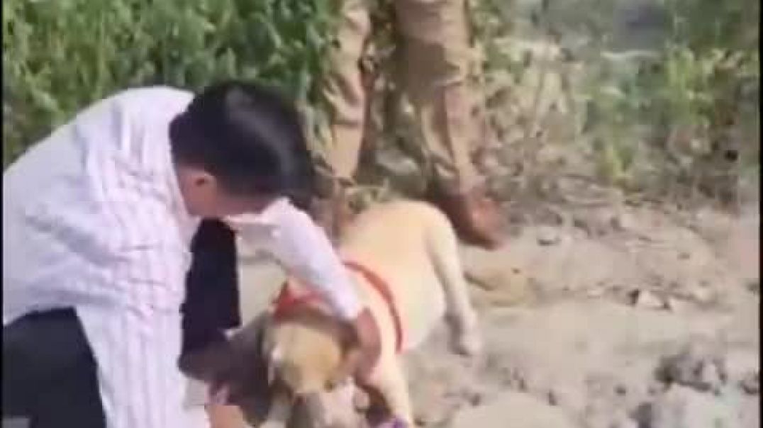 Labrador 'Mary' Helped Track Down A Child Molester