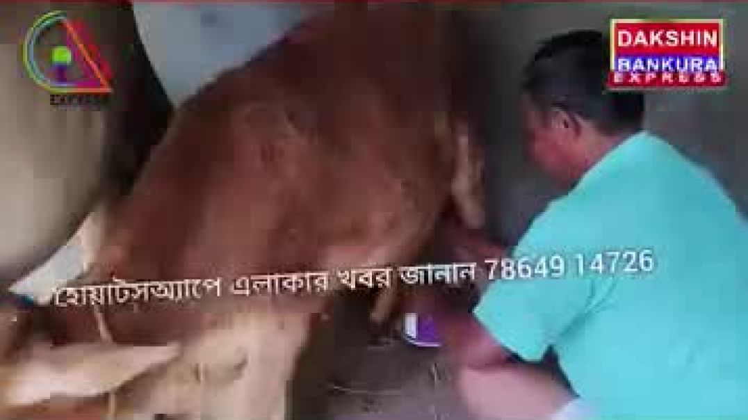 মায়ের দুধ খাচ্ছে_ আবার নিজেও দুধ দিচ্ছে_ বাঁকুড়ার বাছুর ঘ