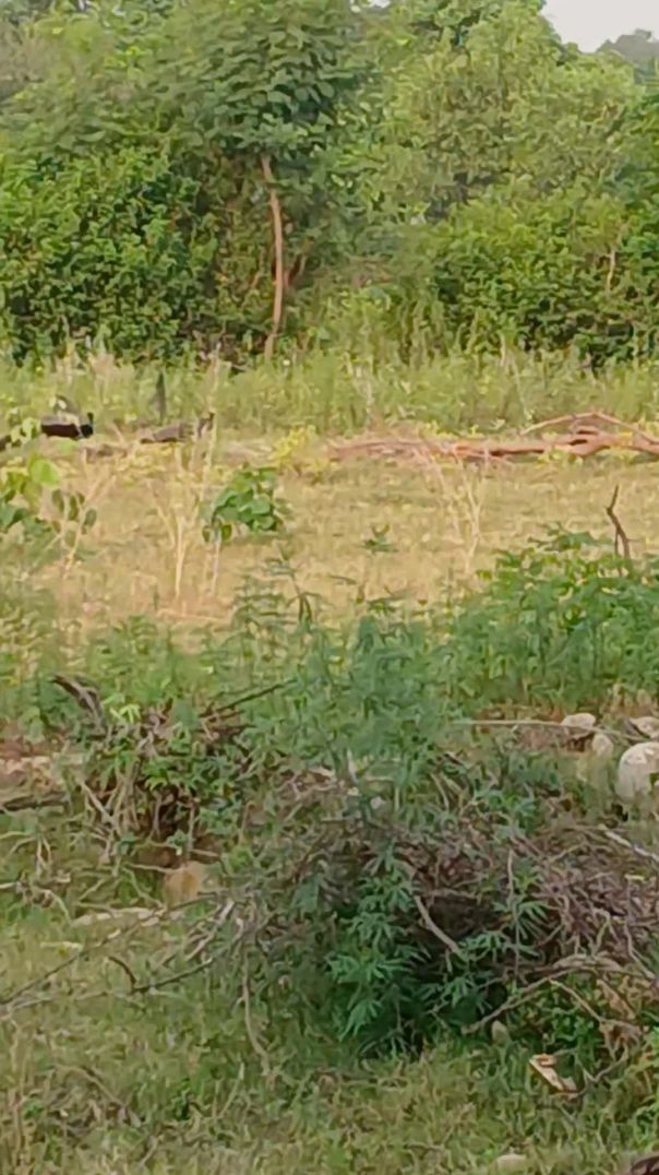 Birds enjoying the life