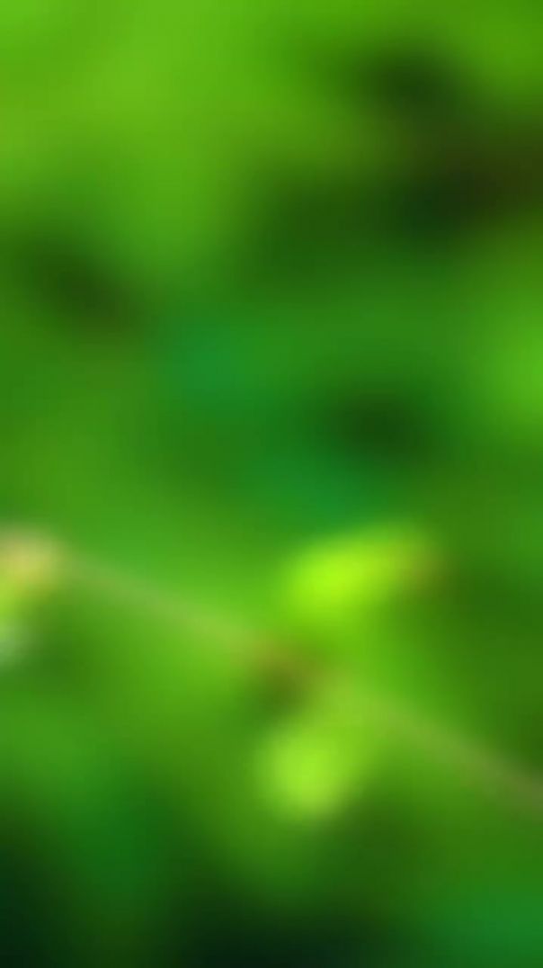 Vernal_hanging_parrot__#reels_#reelsvideo_#reelsinstagram_#trendingreels_#viral_#wildlifephotography___@nikonindiaofficial