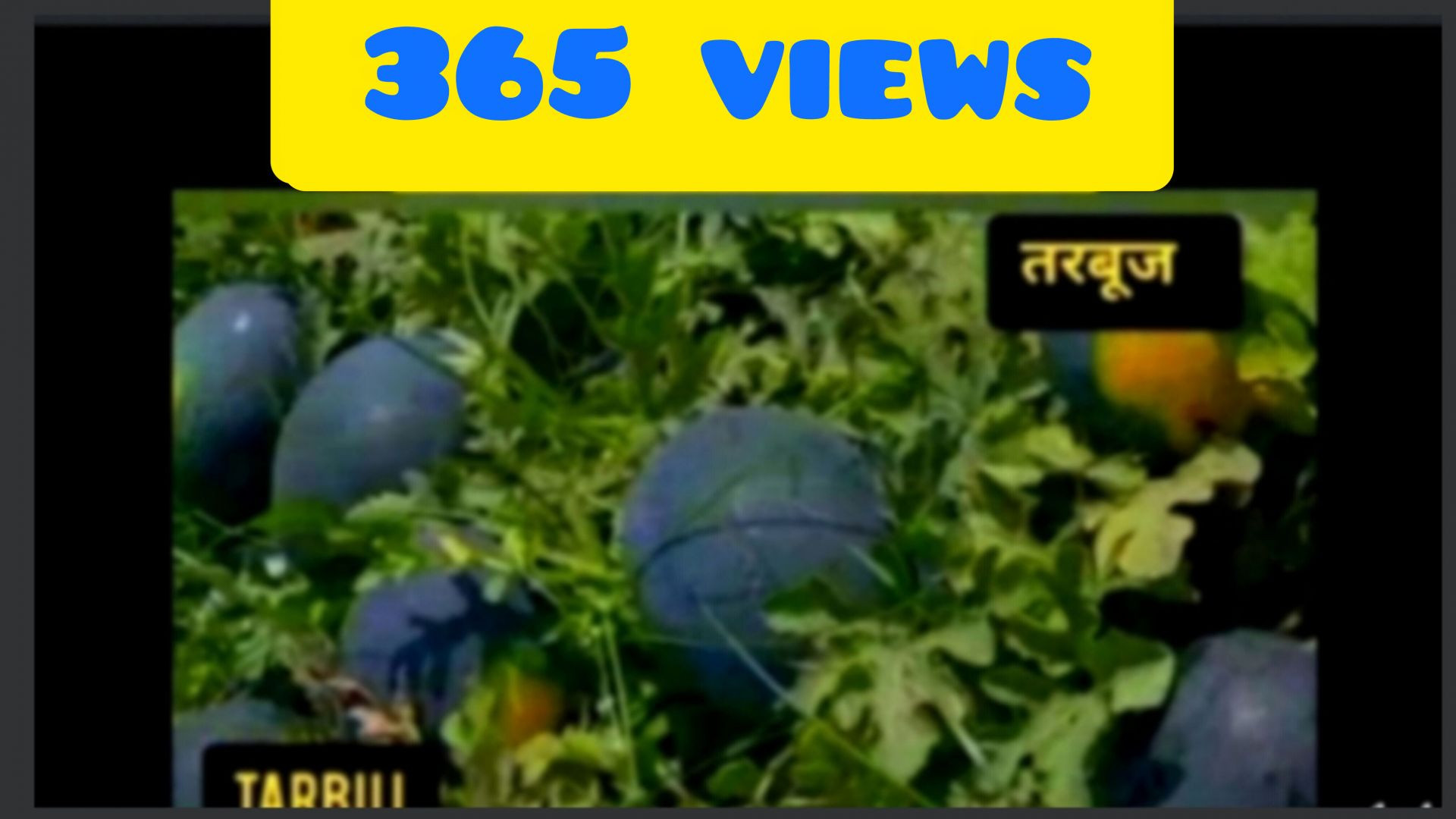 तरबूज का खेत Apnatube