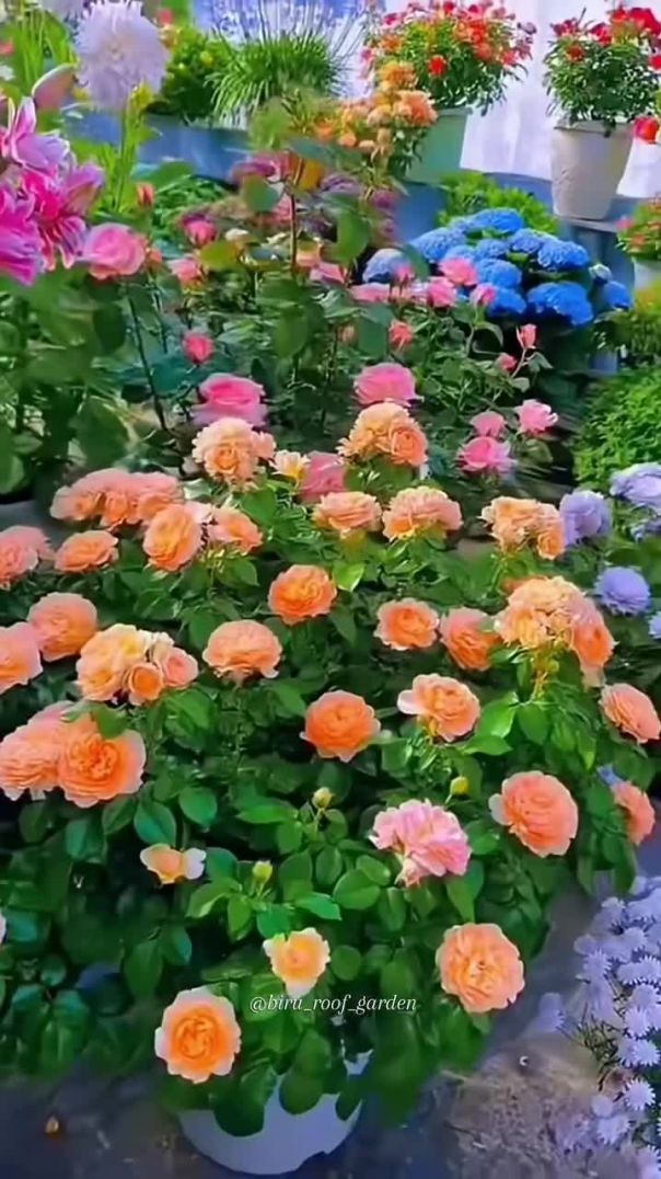 Facebook_1780371850767(720p)